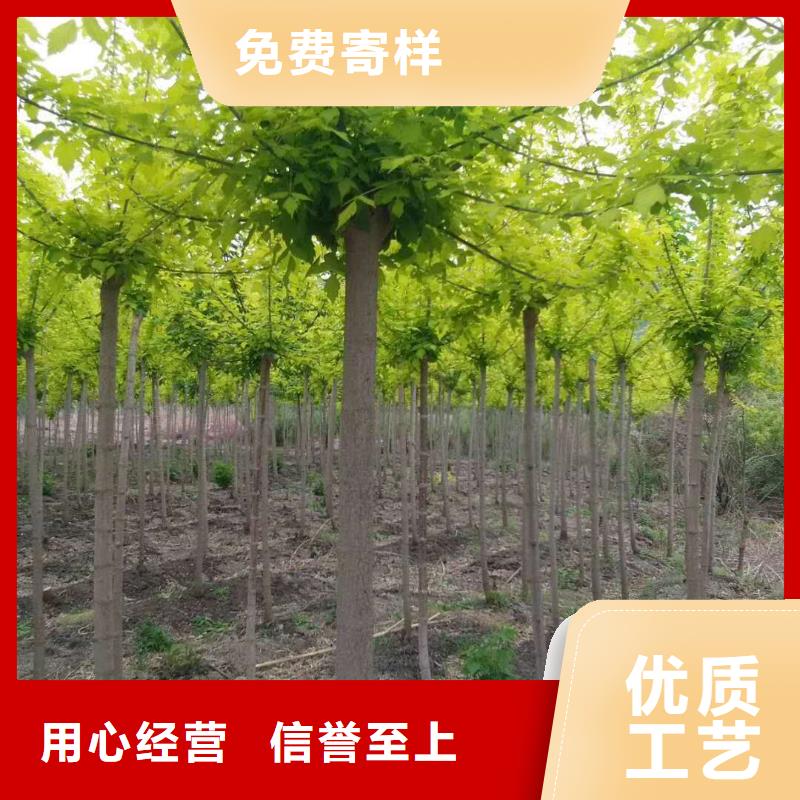 金葉復(fù)葉槭廠家實(shí)力可靠