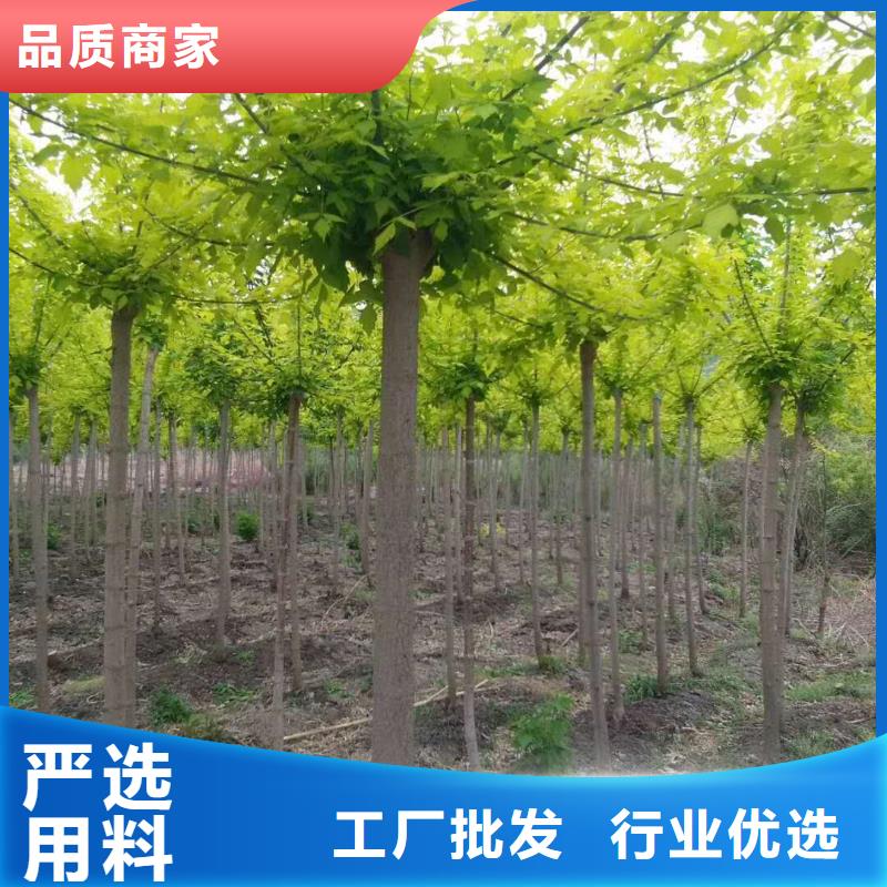 金葉復葉槭足量供應