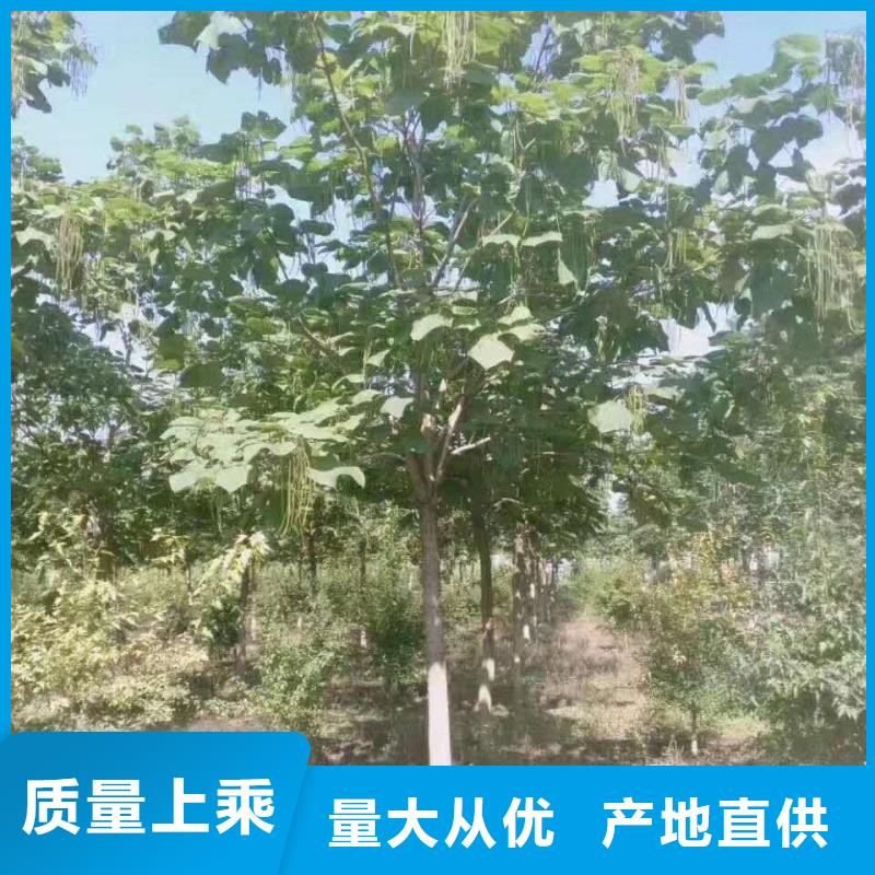 金葉復葉槭現(xiàn)貨銷售廠家