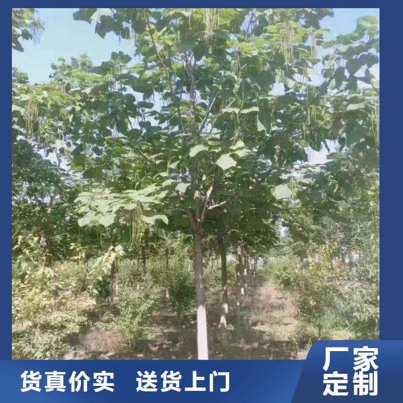 #金葉復葉槭#實力強