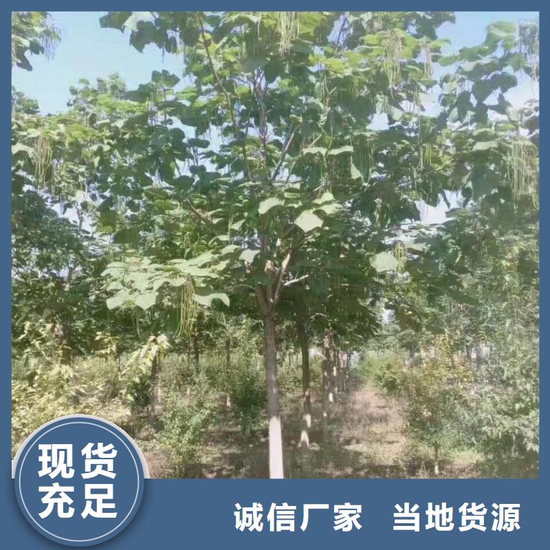 金葉復(fù)葉槭_金葉復(fù)葉槭適用范圍廣