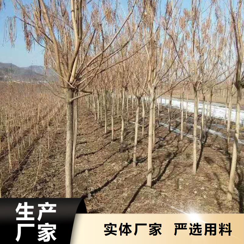 有現(xiàn)貨的金葉復(fù)葉槭廠家