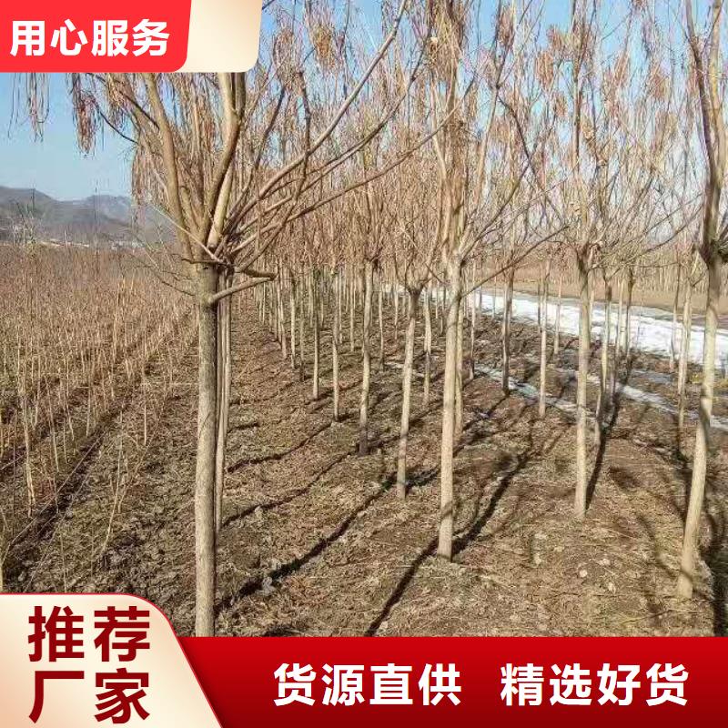 專業銷售金葉復葉槭-保量