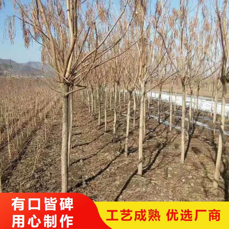 專業銷售金葉復葉槭-品牌