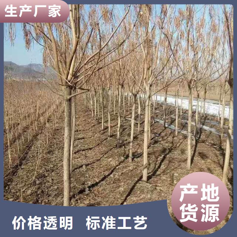 2025庫存充足##金葉復葉槭##貨到付款