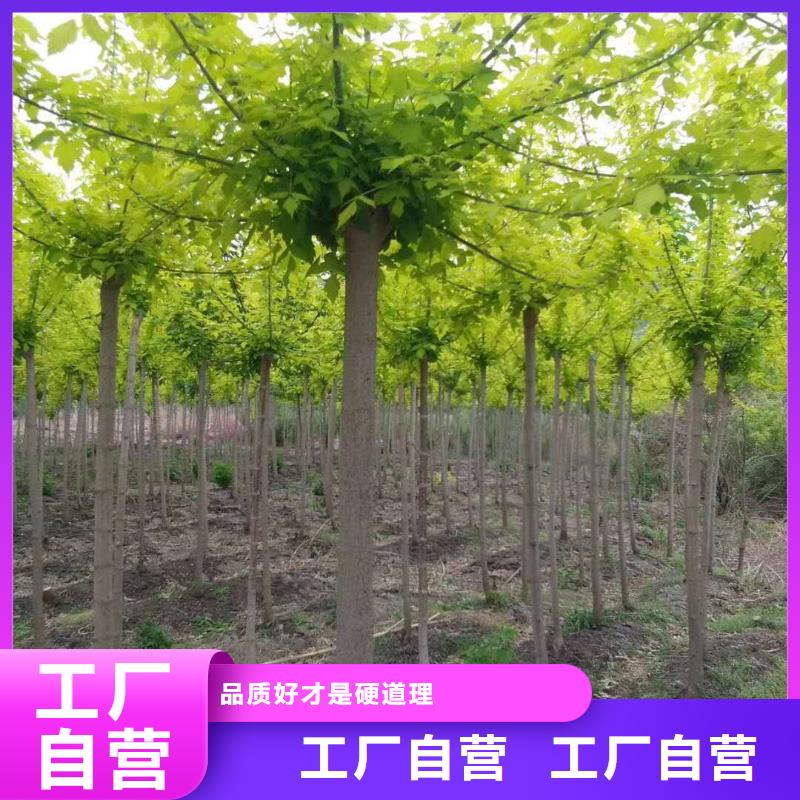 金葉復(fù)葉槭全國包郵
