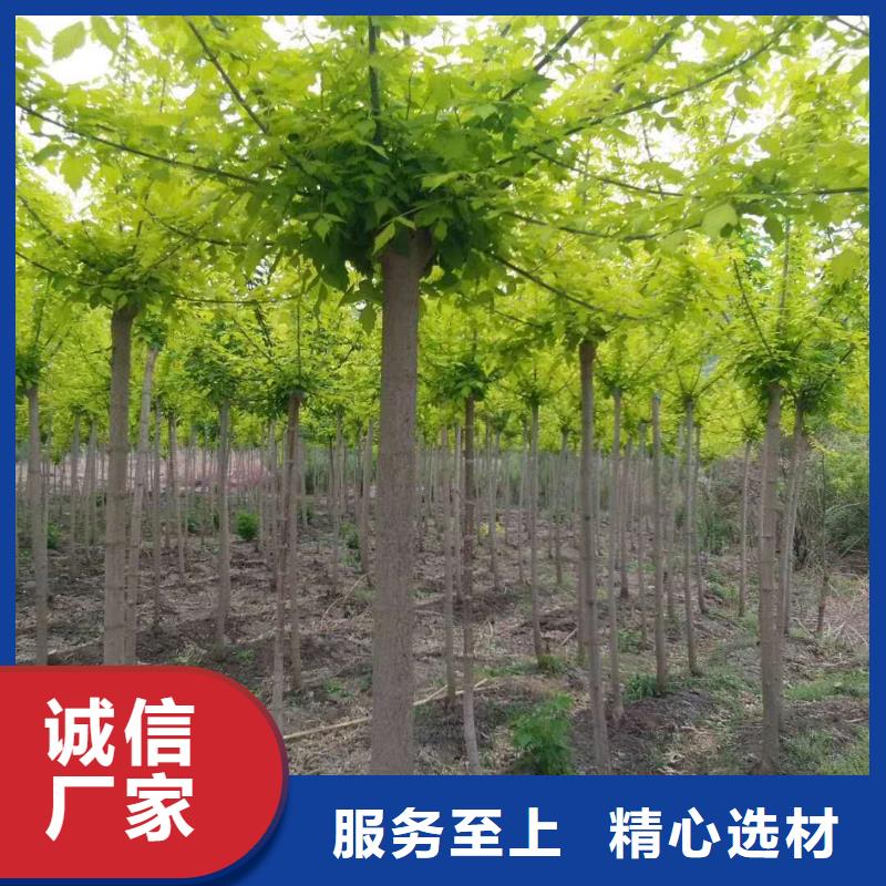 #金葉復(fù)葉槭#廠家直銷甄選好物