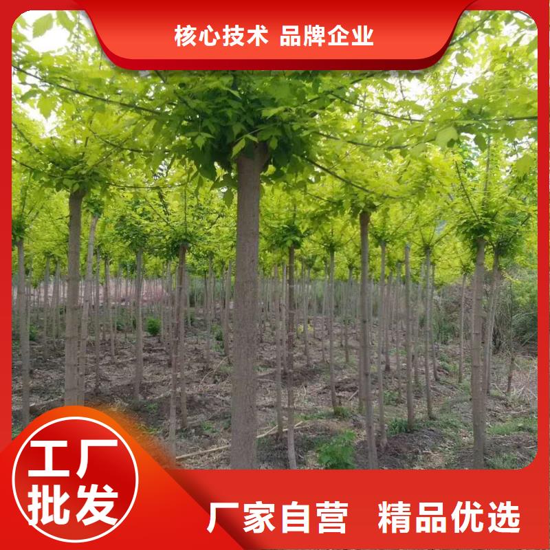 金葉復葉槭-放心可靠