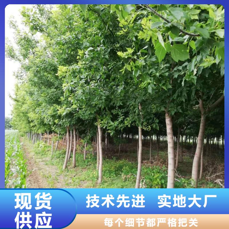 金葉復(fù)葉槭質(zhì)量為主源廠定制