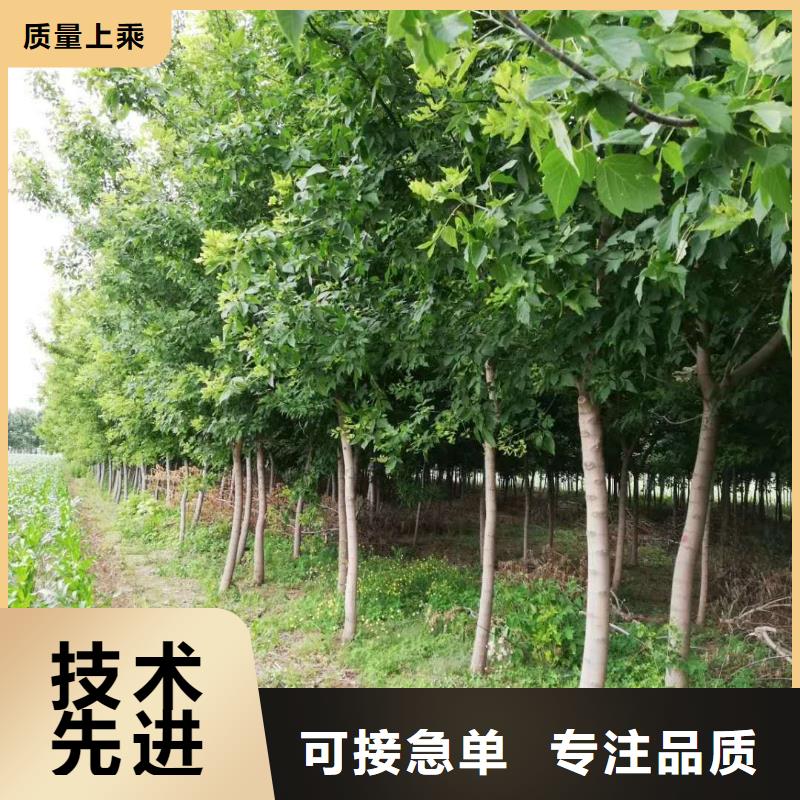 常年供應金葉復葉槭-省心