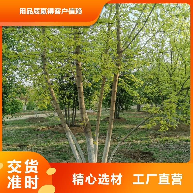 有現貨的金葉復葉槭銷售廠家