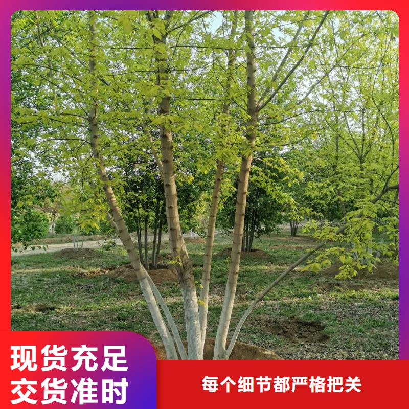 能做金葉復葉槭的廠家