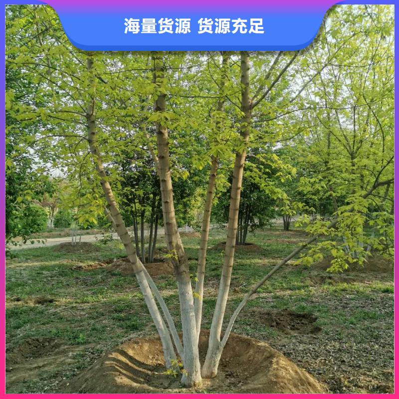 金葉復葉槭高品質本地廠家
