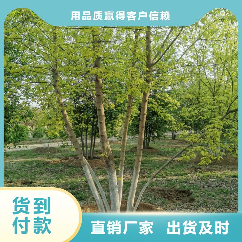 金葉復葉槭企業(yè)-實力雄厚采購