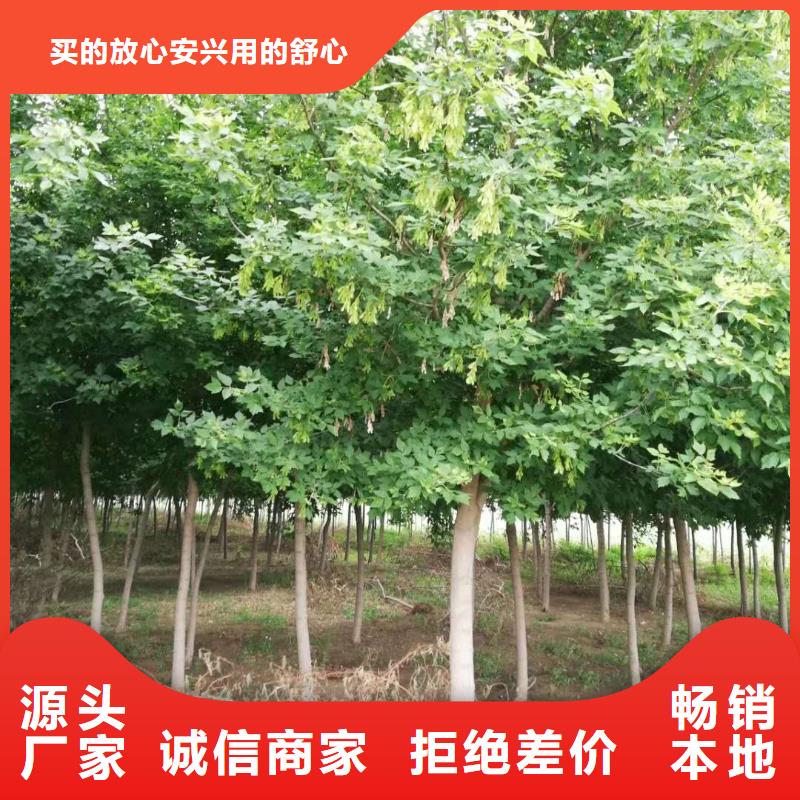 金葉復葉槭可靠滿意