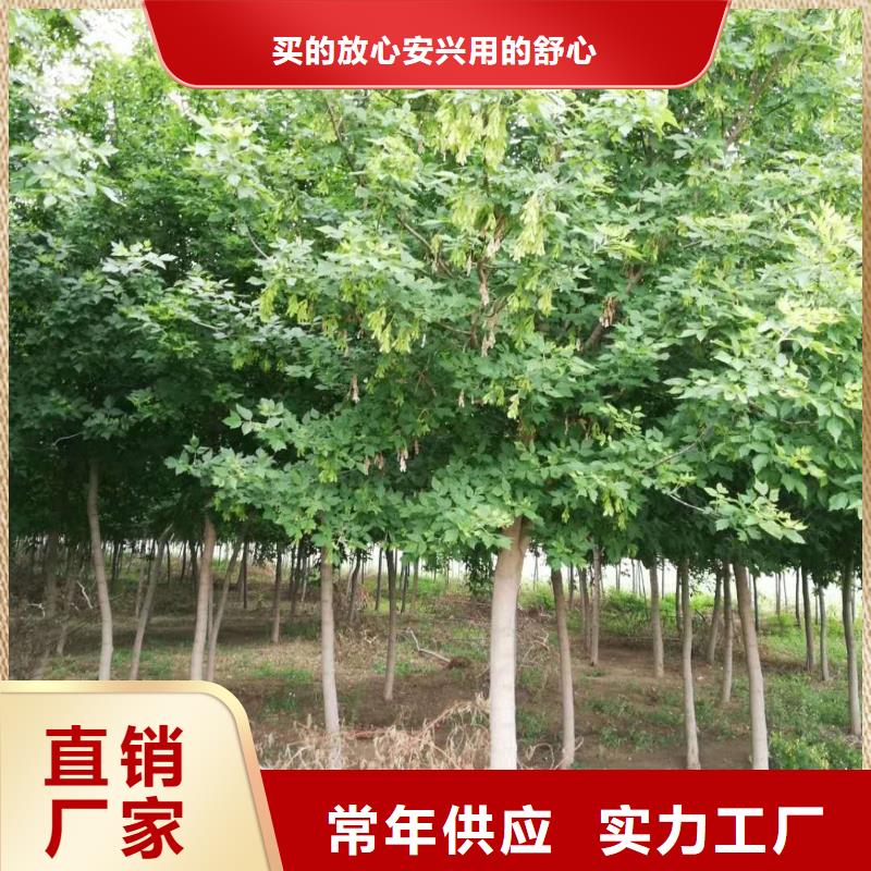 金葉復葉槭-金葉復葉槭廠家直發廠家