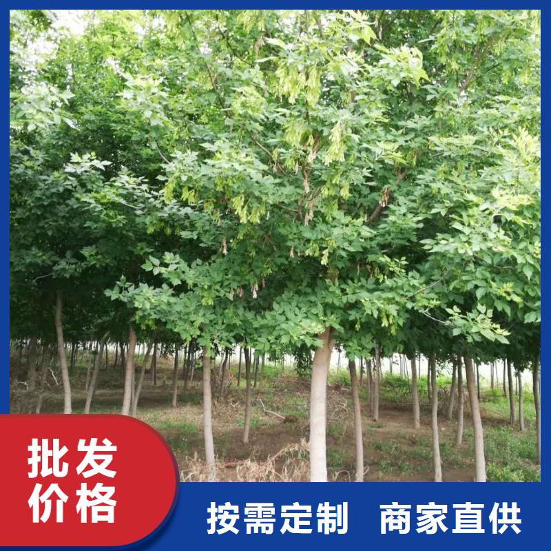 金葉復葉槭實體廠家