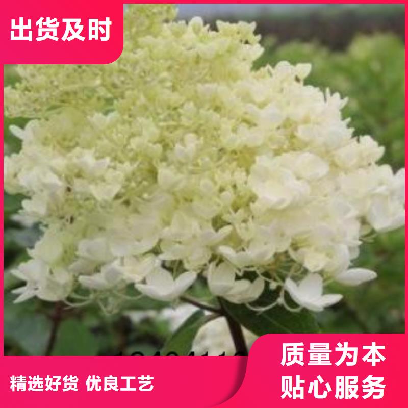 金葉復葉槭-您身邊的金葉復葉槭廠家質量優選