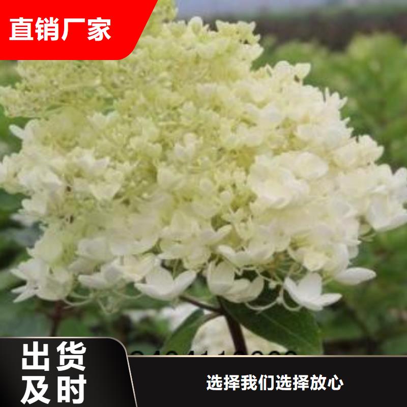 金葉復葉槭多少錢