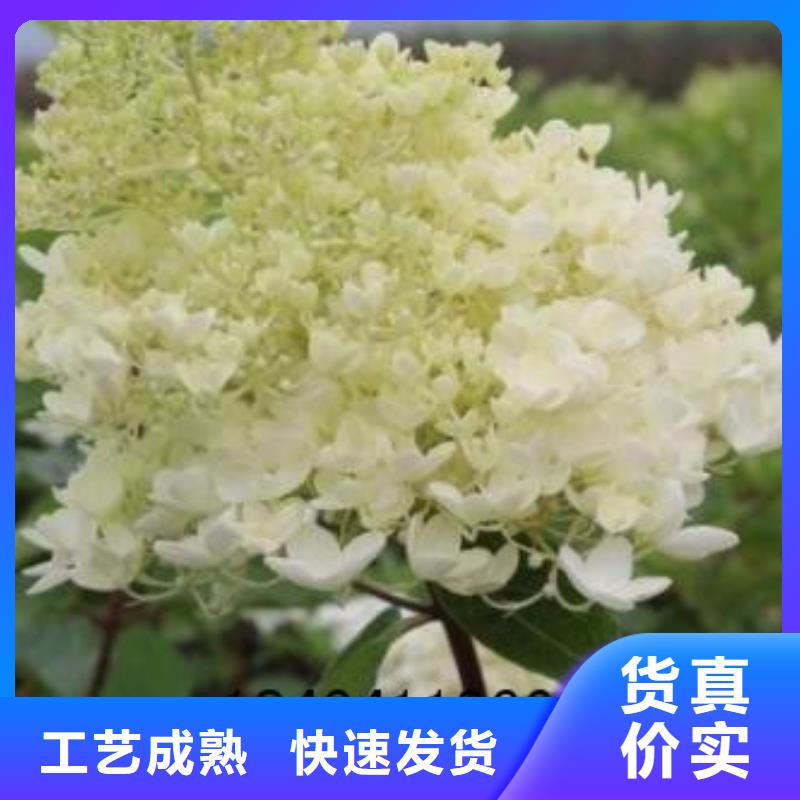 金葉復葉槭廠家質優價廉庫存齊全廠家直供