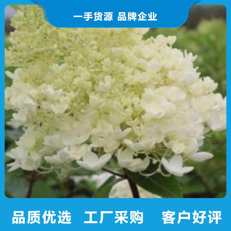 金葉復(fù)葉槭可定制廠家好品質(zhì)售后無憂