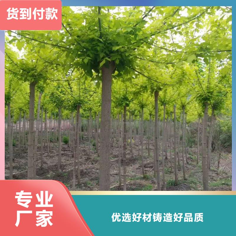 金葉復(fù)葉槭加工廠家