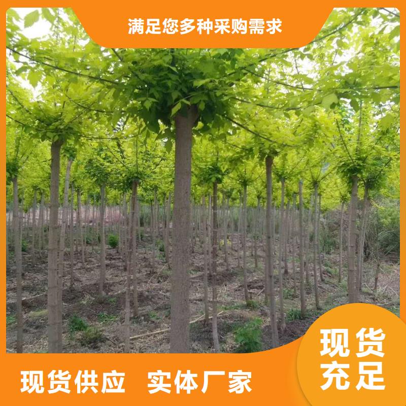 金葉復葉槭-金葉復葉槭廠家現貨
