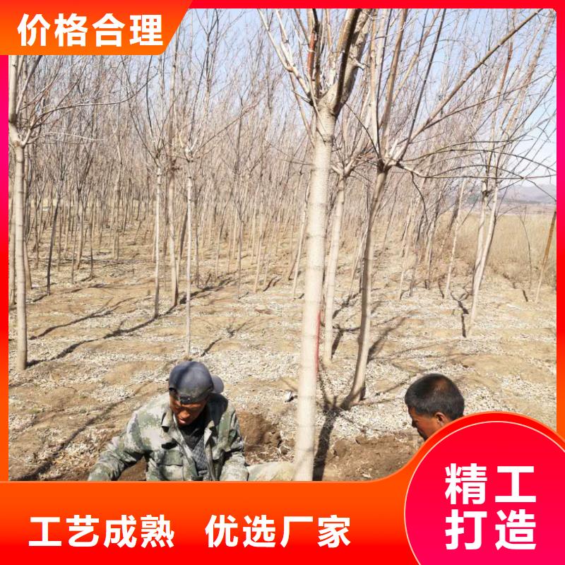 金葉復葉槭現(xiàn)貨銷售廠家