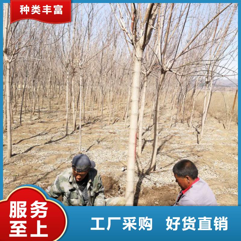 金葉復(fù)葉槭-金葉復(fù)葉槭靠譜