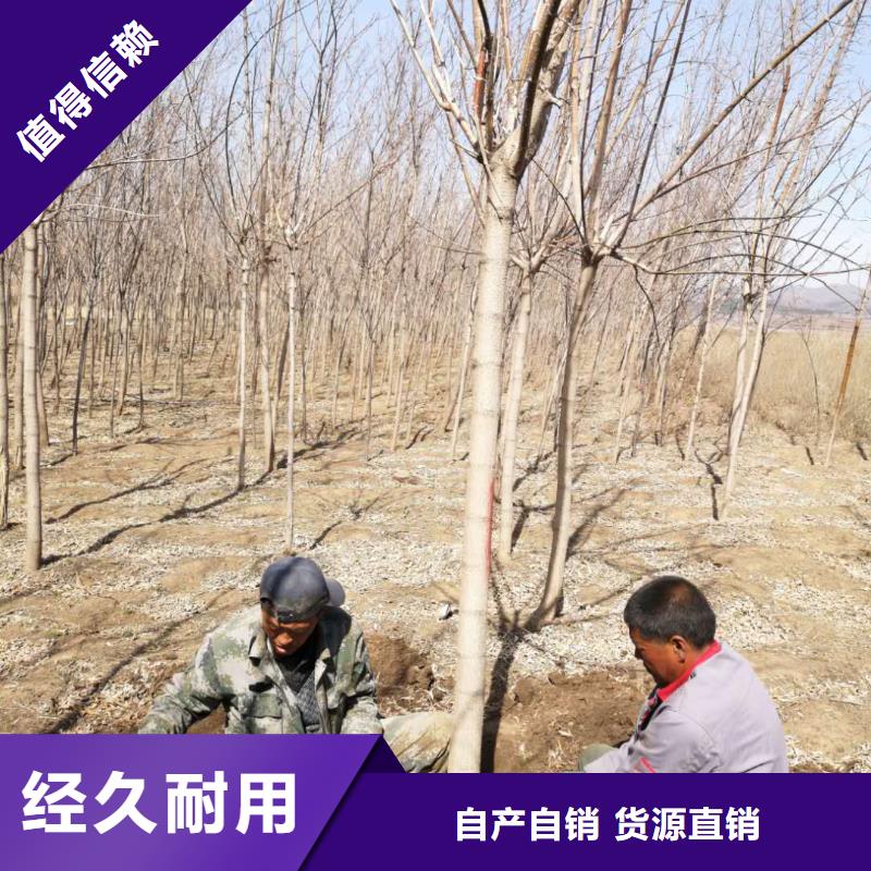 能做金葉復葉槭的廠家