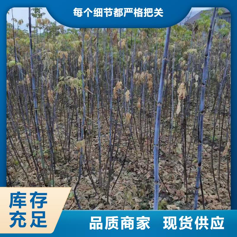 買金葉復(fù)葉槭必看-專業(yè)品質(zhì)