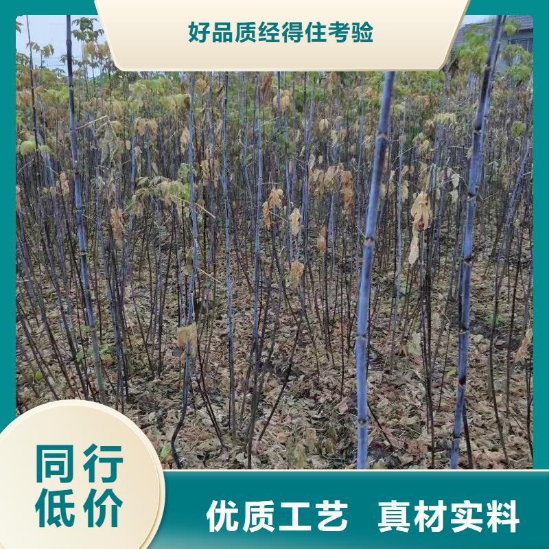 金葉復(fù)葉槭-金葉復(fù)葉槭靠譜