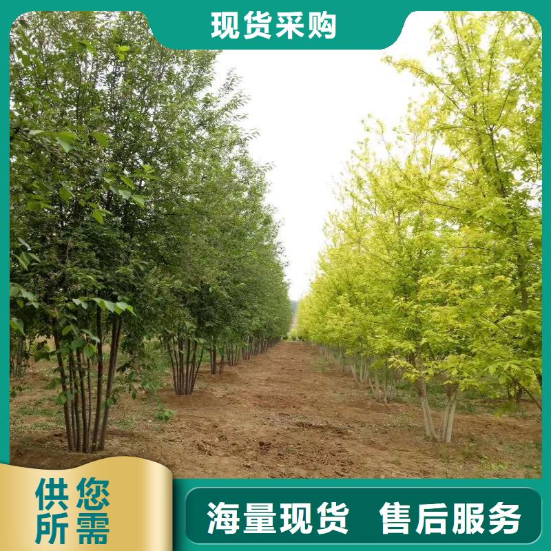 金葉復葉槭質量放心