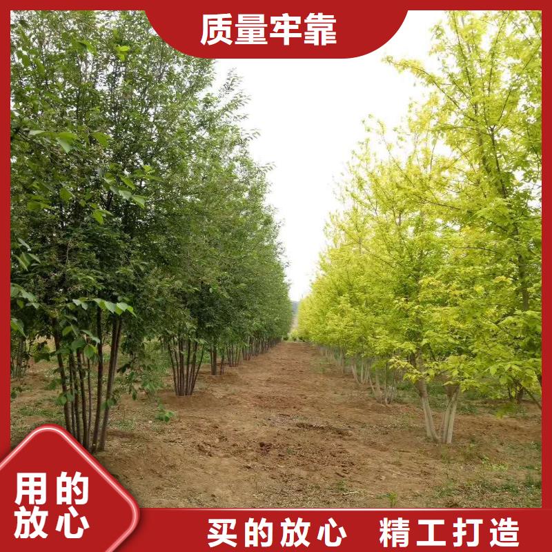 金葉復葉槭廠家長期供應