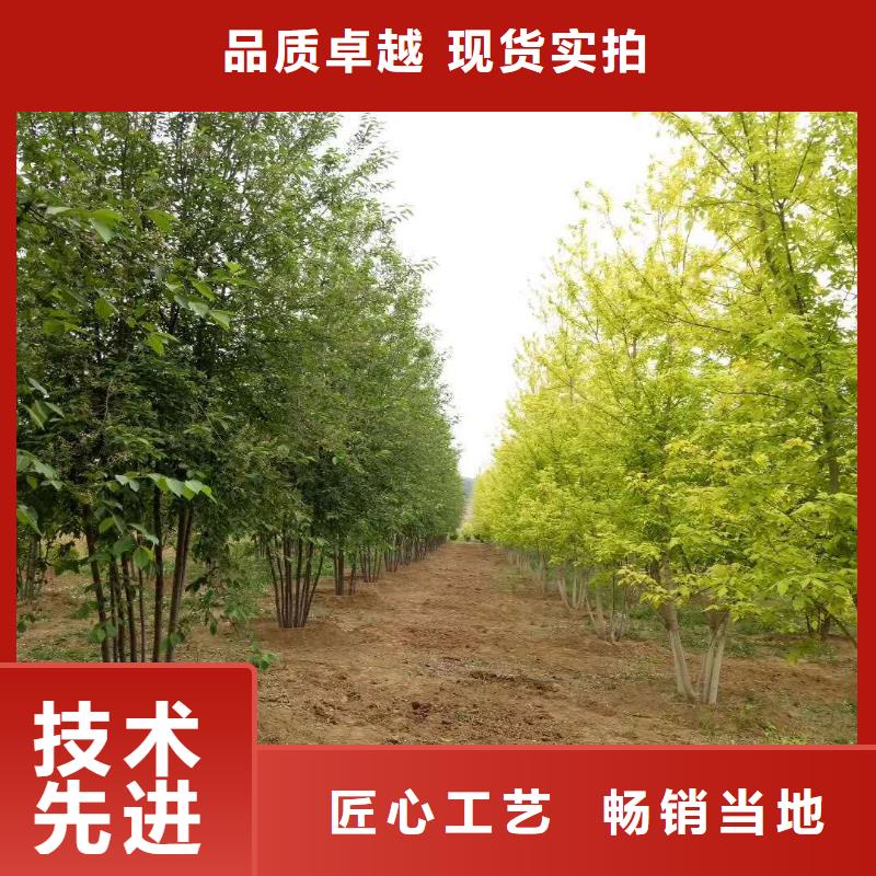 金葉復葉槭-放心可靠