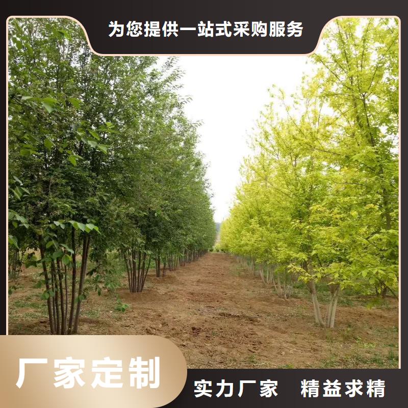 2025品質過硬#金葉復葉槭廠家#解決方案