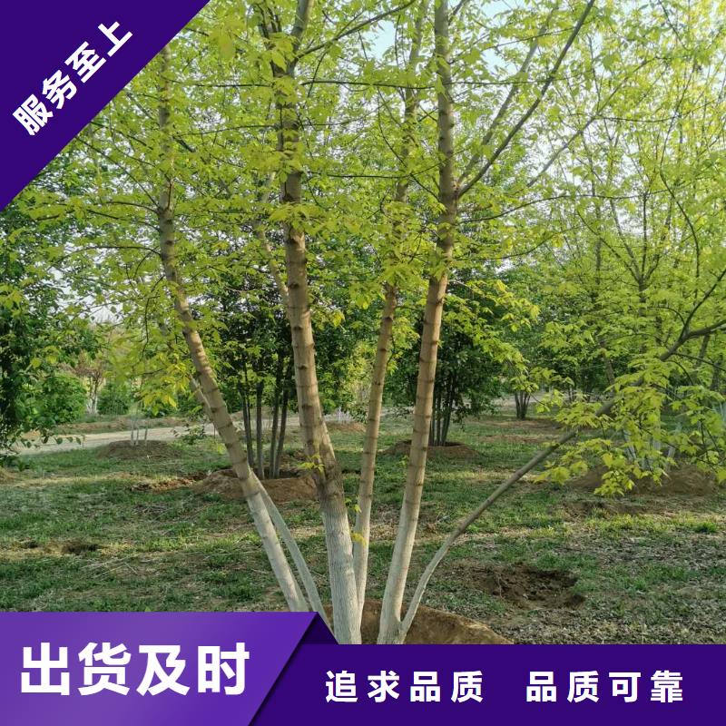 金葉復(fù)葉槭支持非標(biāo)定制核心技術(shù)