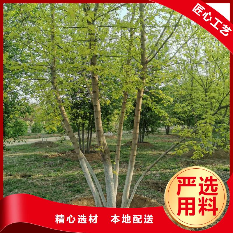 金葉復葉槭廠家-長期有效同城服務商