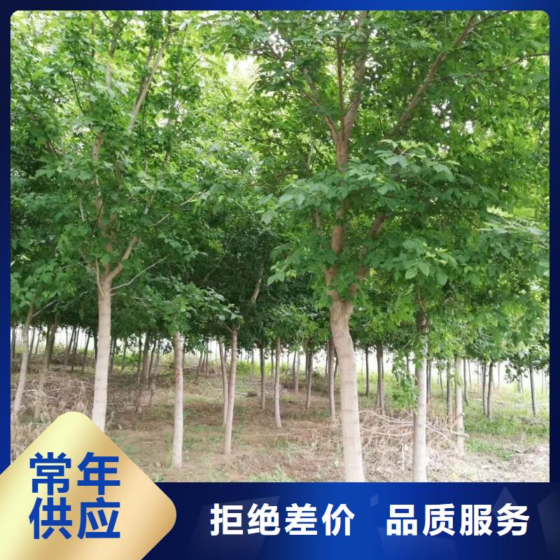 常年供應金葉復葉槭-省心