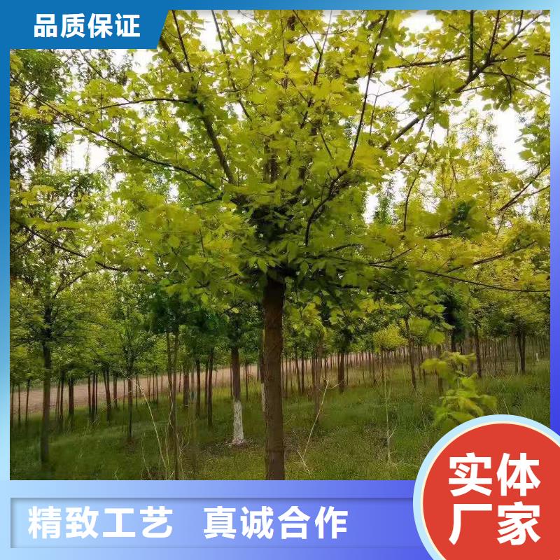 2025出廠價#金葉復葉槭公司#可配送