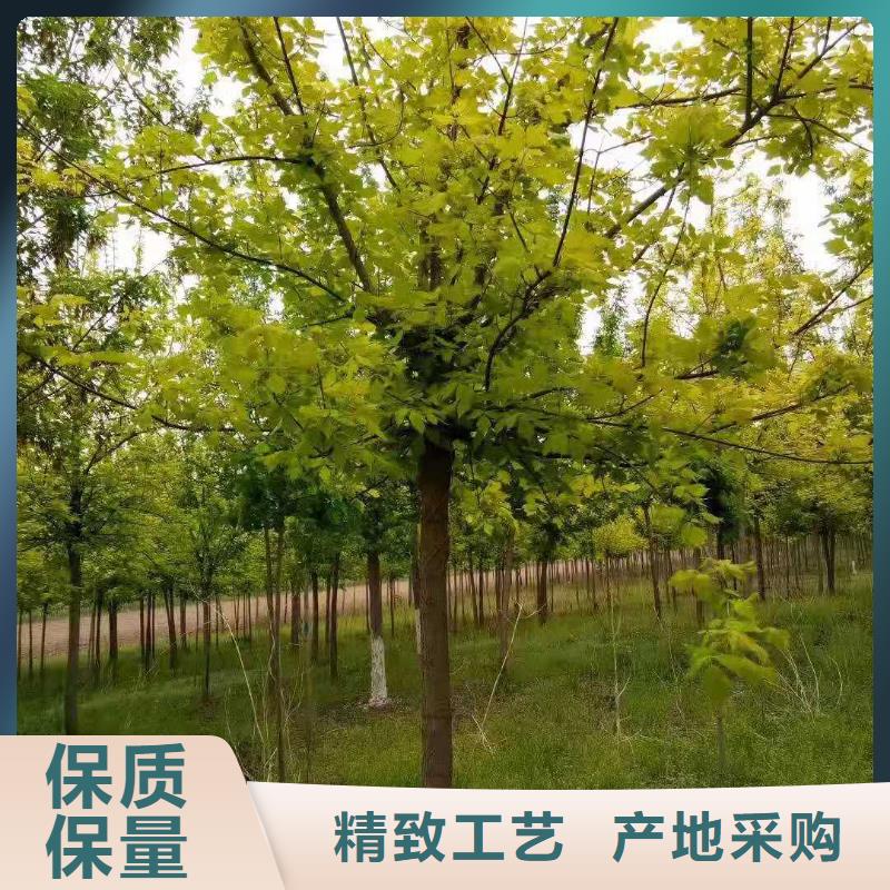 金葉復(fù)葉槭采購找口碑廠家敢與同行比質(zhì)量