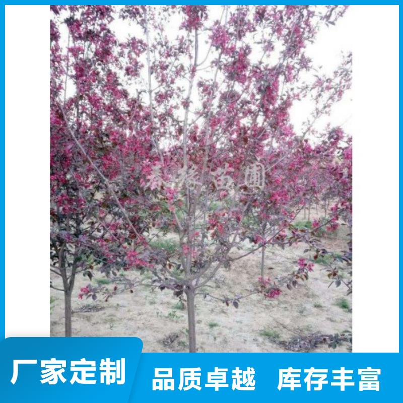金葉復(fù)葉槭-金葉復(fù)葉槭暢銷