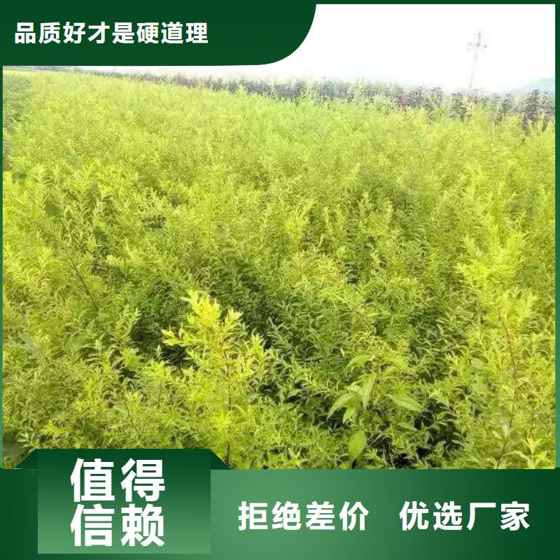 2025價格合理的##金葉復葉槭廠家##免費咨詢