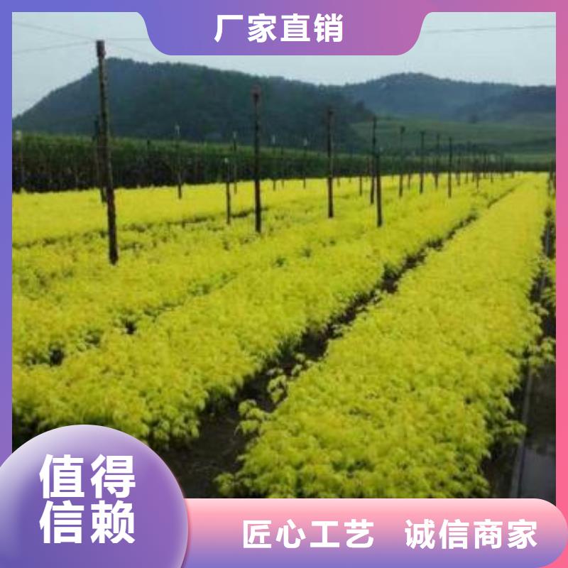 質優價廉的金葉復葉槭經銷商
