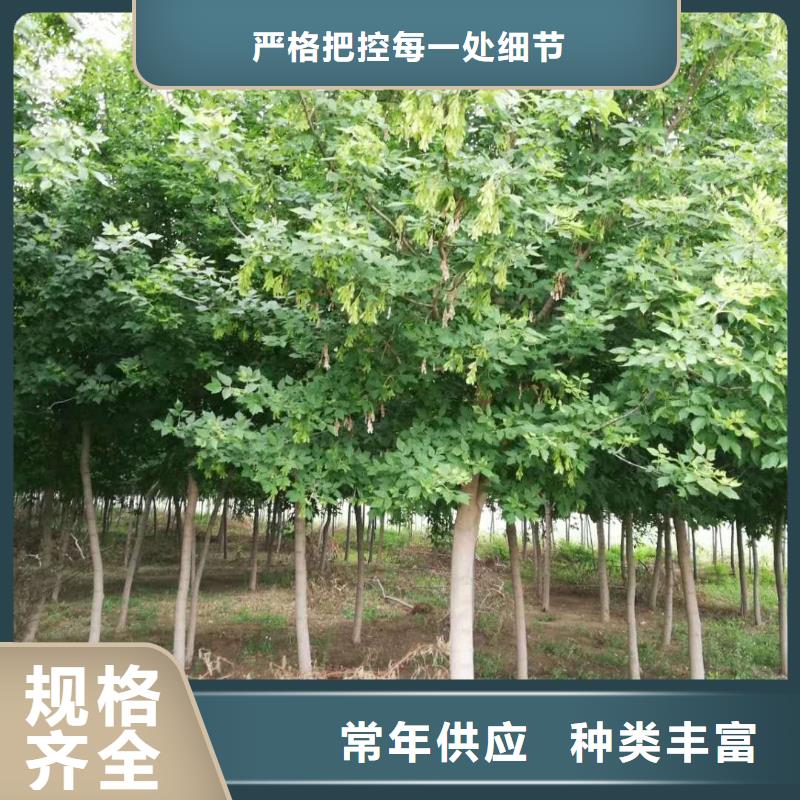金葉復葉槭生產定做