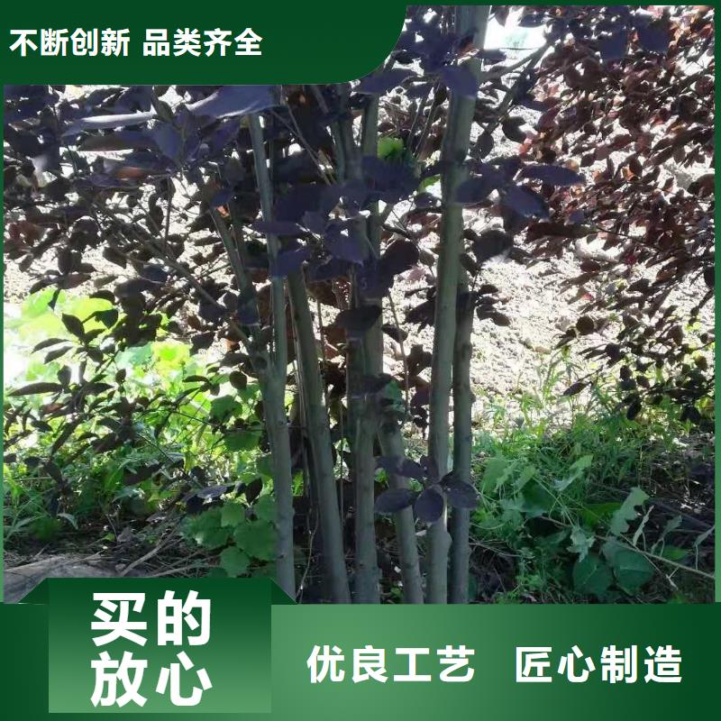 2025實體廠家#金葉復葉槭#來電優惠