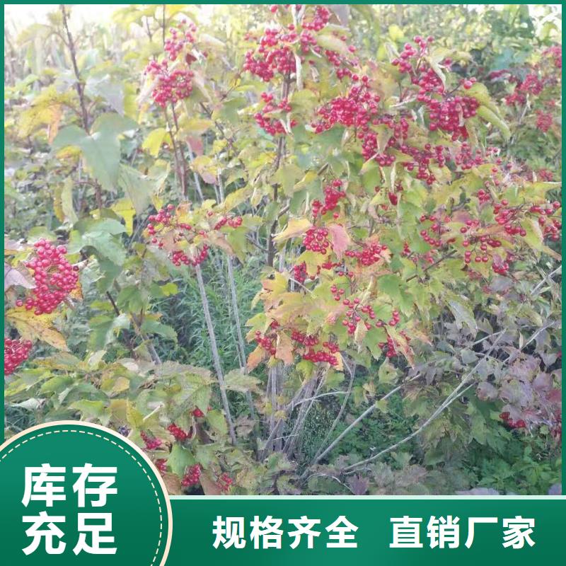 金葉復(fù)葉槭全國包郵