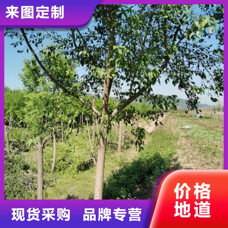 金葉復葉槭多少錢