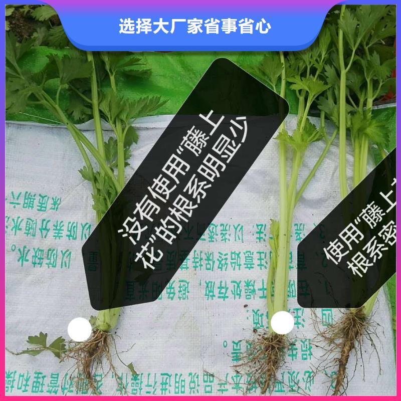 #使用效果#-性價(jià)比高當(dāng)日價(jià)格