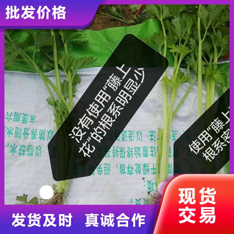 使用效果期待您的垂詢